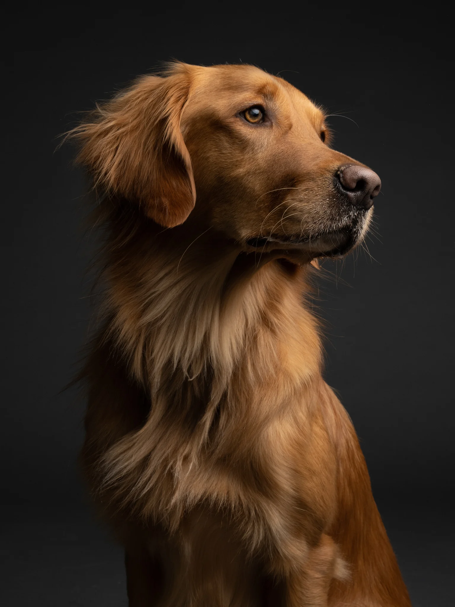 DOGS / STUDIO - more animals-klausdyba-26 - PETS Photography by Klaus Dyba